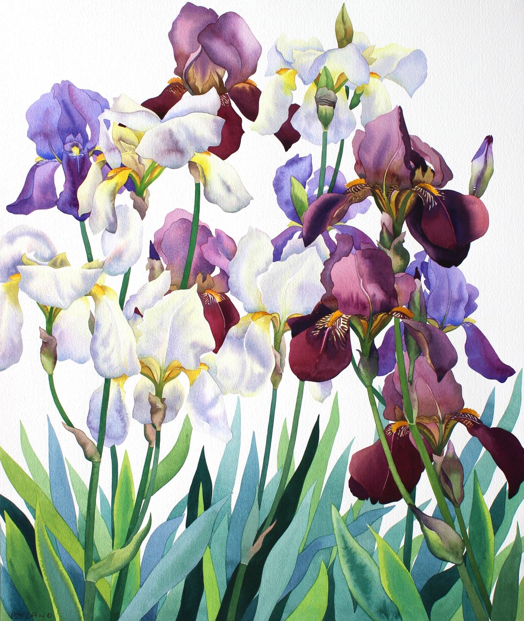 सफेद और बैंगनी Irises द्वारा क्रिस्टोफर रायलैंड