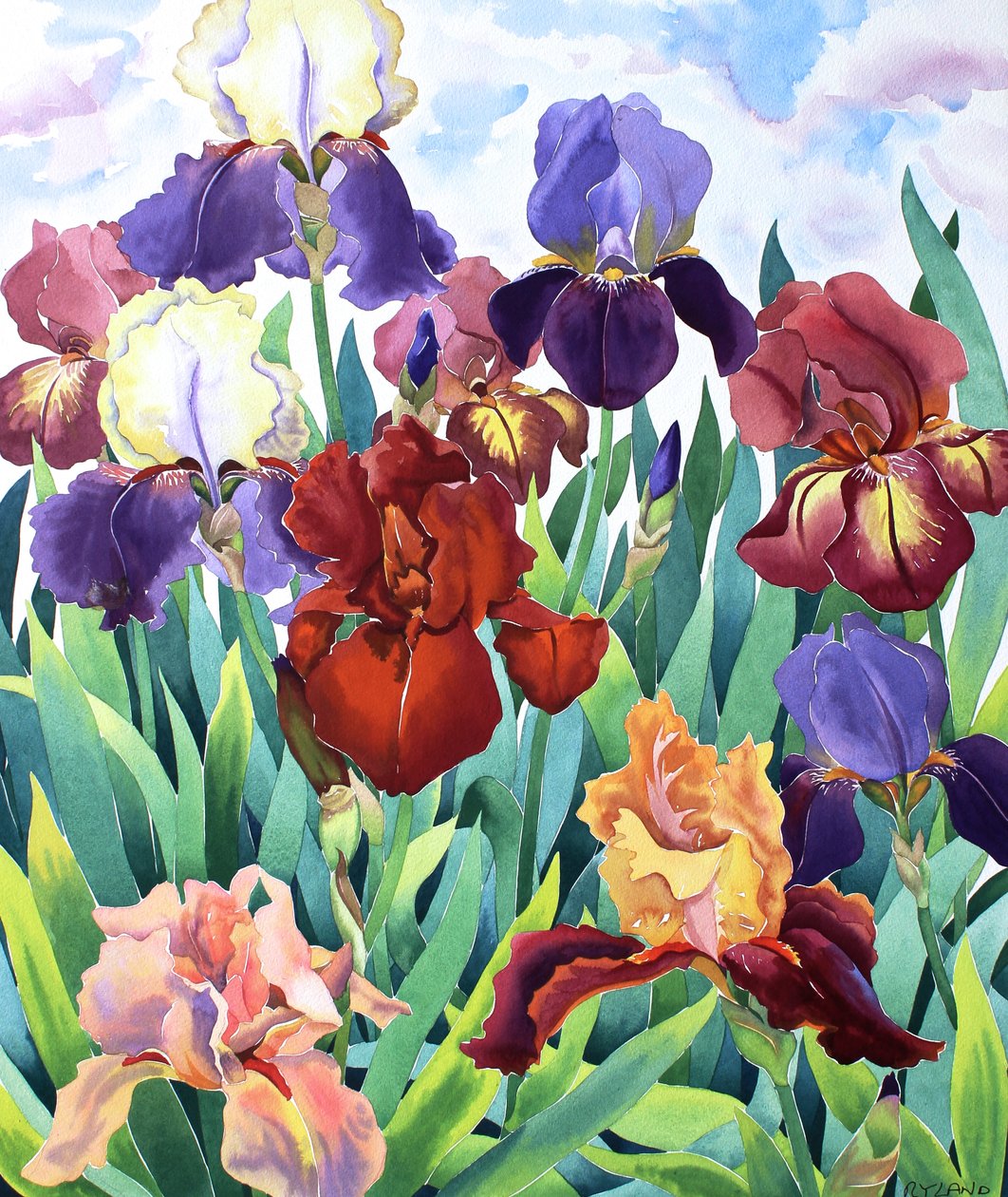 Glemsford Irises द्वारा क्रिस्टोफर रायलैंड