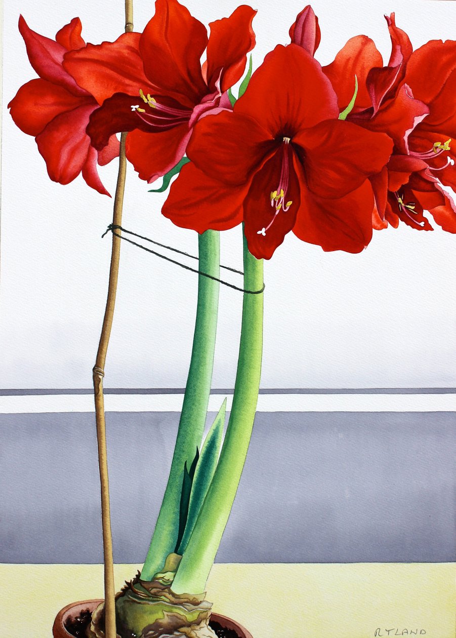 लाल Amaryllis 2 (कागज पर पानी के रंग का) द्वारा क्रिस्टोफर रायलैंड
