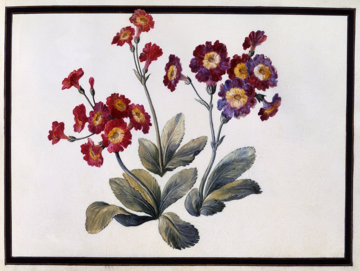 ऑरिकुला, c.1690 द्वारा क्लाउड ऑब्रियेट