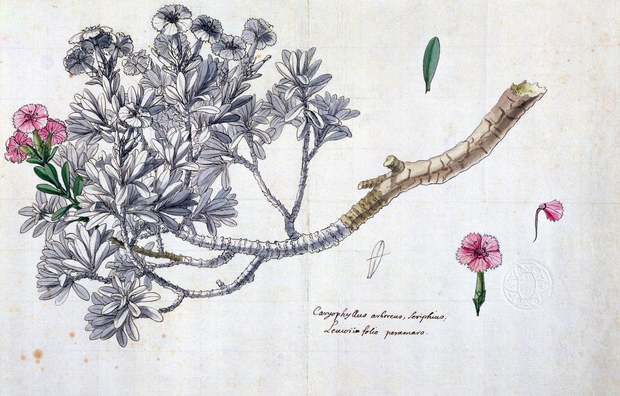 जोसेफ पिट्टन डे टूरनेफोर्ट (1656-1708) (पेन अनड स्याही और कागज पर डब्ल्यूसी) के एक काम से कैरोफिलस आर्बोरस और सीरीफियस द्वारा क्लाउड ऑब्रियेट