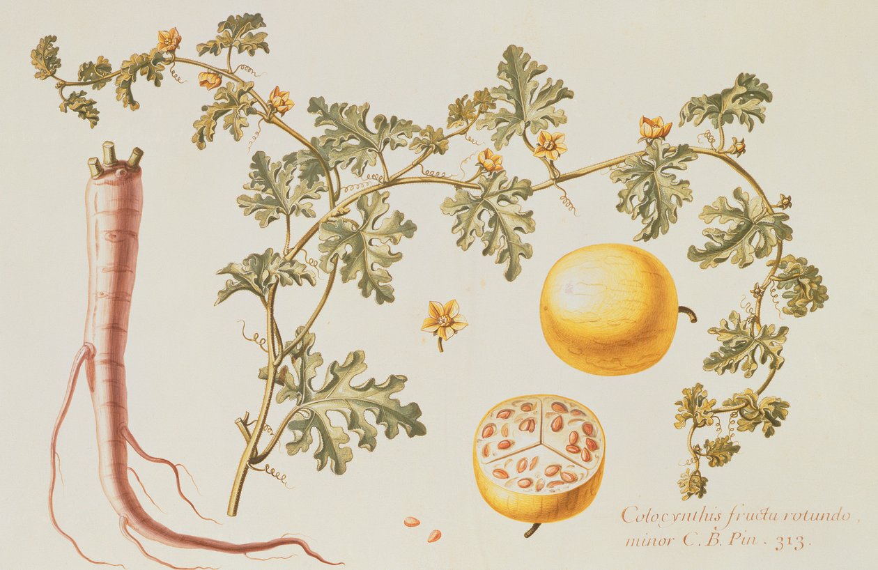 Citrullus Colocynthius (कड़वा सेब और कड़वा ककड़ी) (wl und gouache on vellum) द्वारा क्लाउड ऑब्रियेट