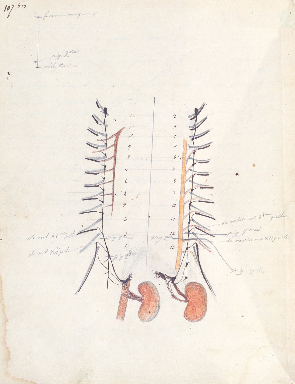 किडनी, c.1843 (कागज पर कलम और स्याही और रंगीन पेंसिल) द्वारा क्लाउड बर्नार्ड