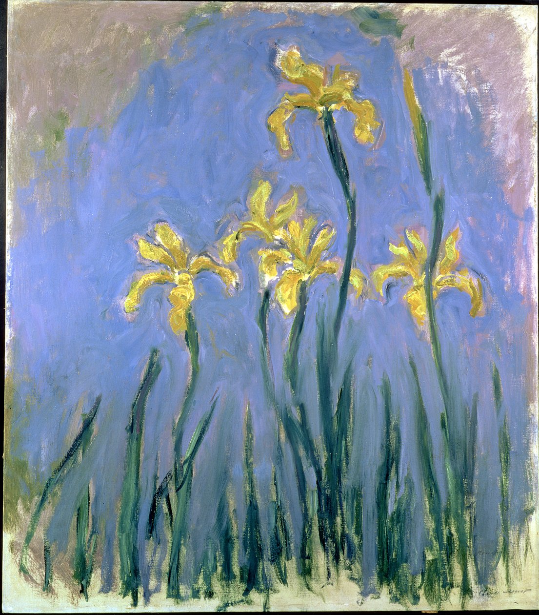 पीले रंग की Irises; लेस आइरिस जॉन्स, c.1918-1925 (कैनवास पर तेल) द्वारा क्लाउड मोनेट
