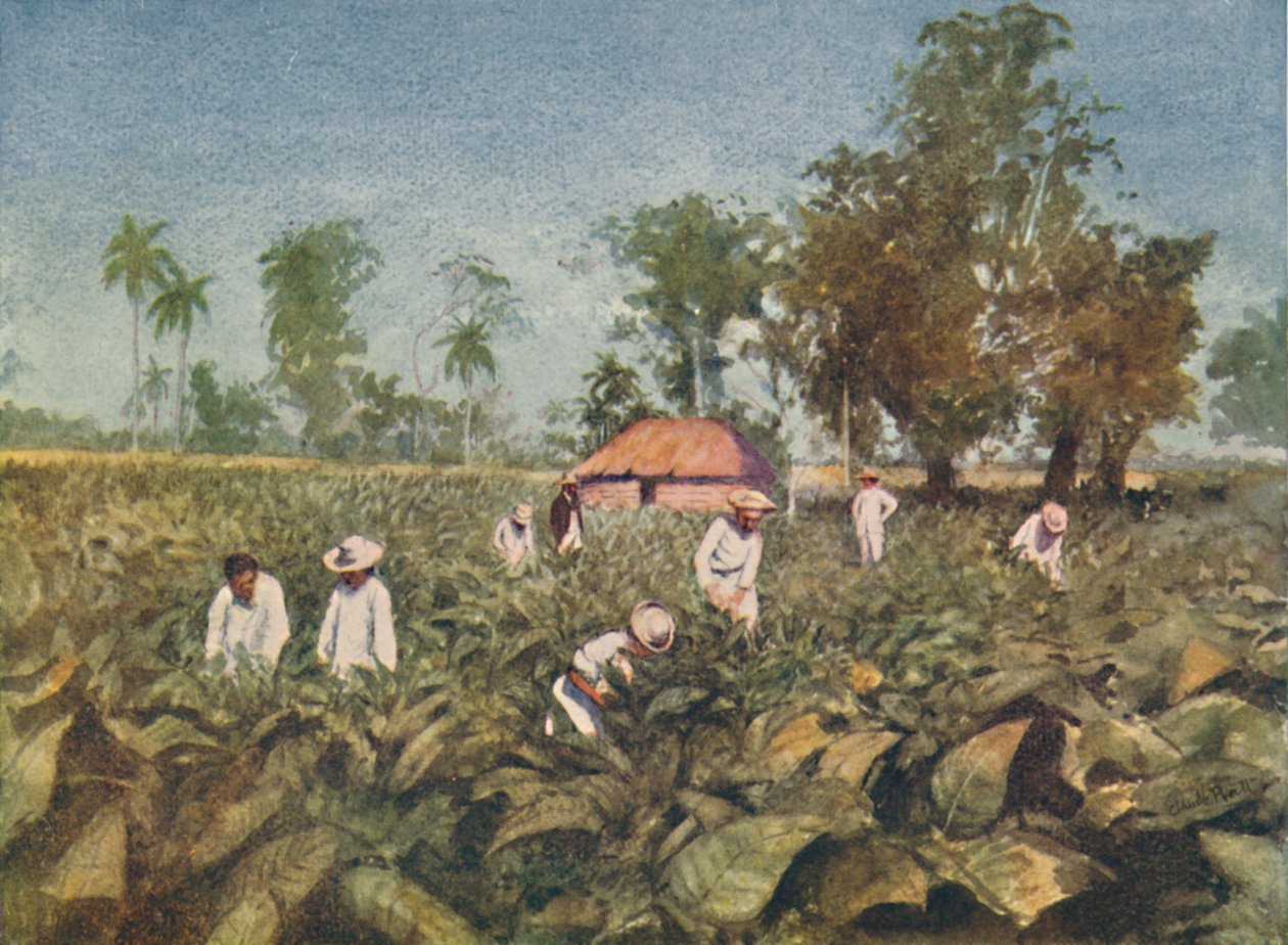 तंबाकू बागान, क्यूबा, 1916 द्वारा क्लैट प्रैट