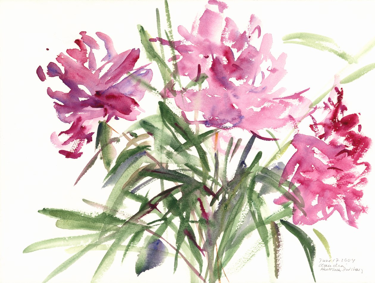 Peonies, 2004 (जल रंग) द्वारा क्लाउडिया हचिंस पुचैवी