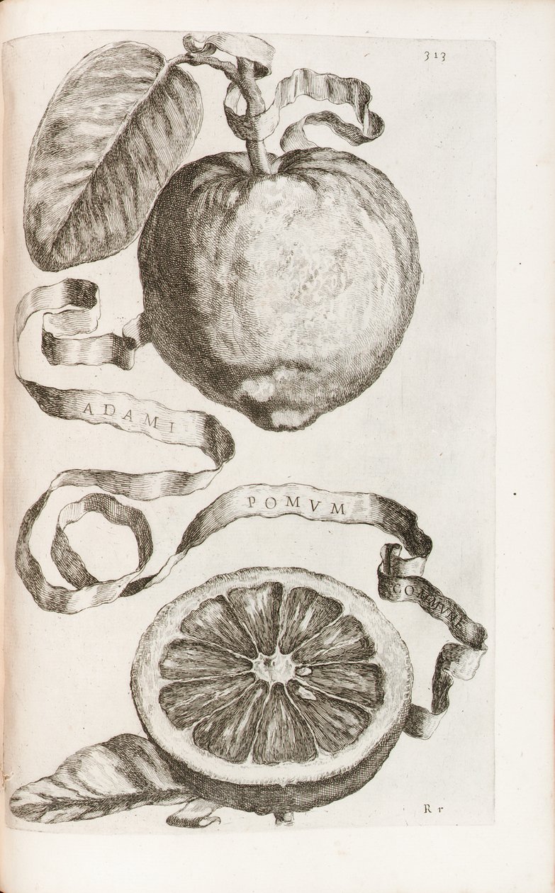 Giovanni Battista Ferrari, 1646 से एडम के Apple, प्लेट 313 "हेस्परस, दोनों थर्मोडायनामिक्स ऑरोरम कल्चर एंड प्रैक्टिस क्वैटोर" से। द्वारा कॉर्नेलिस ब्लूमेर्ट