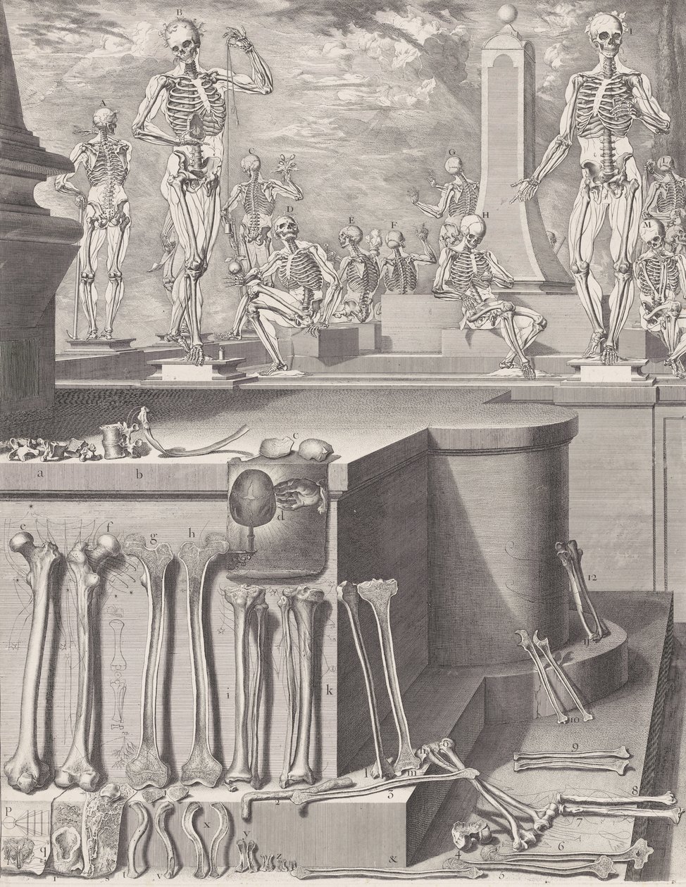 अप्रकाशित 'एटलस एनाटोमिको' के लिए प्लेट, प्लेट सीए। 1680-9..., प्लेट सीए। 1680-94, 1740 मुद्रित। द्वारा क्रिसोस्टोमो मार्टिनेज
