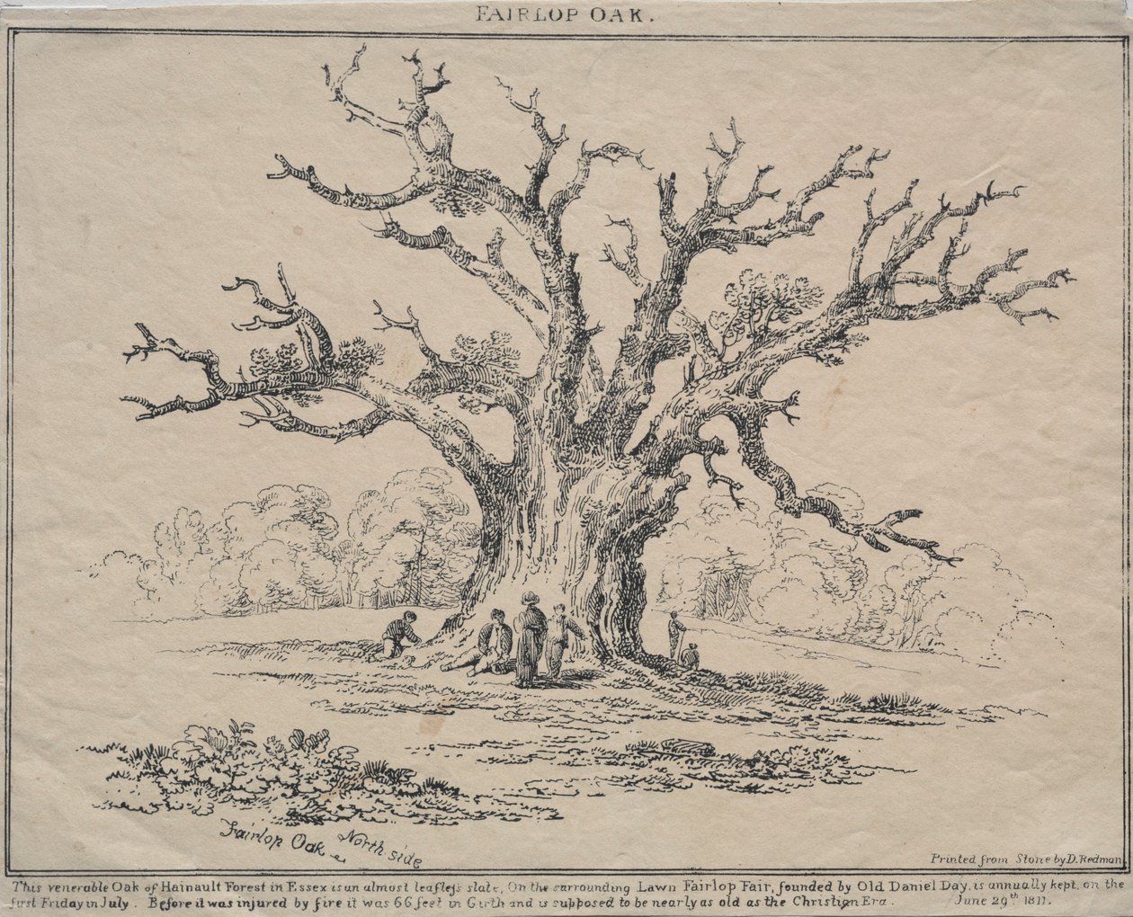 फेयरलोप ओक, 1811। द्वारा डीएच रेडमैन
