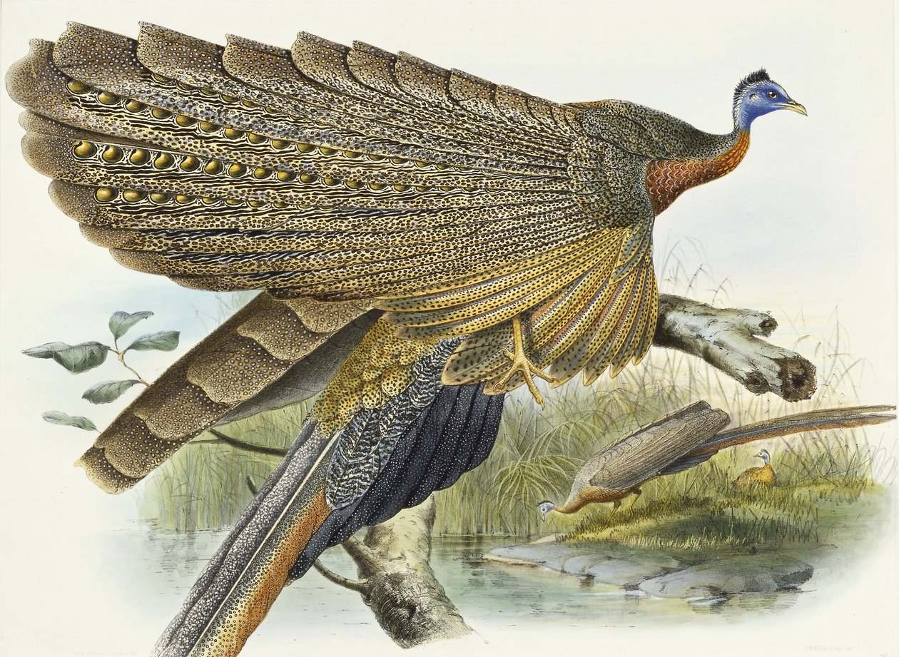 Phadianidae। अर्गुसियनस ग्रेली, 1870-1872 द्वारा डैनियल जिराउद इलियट