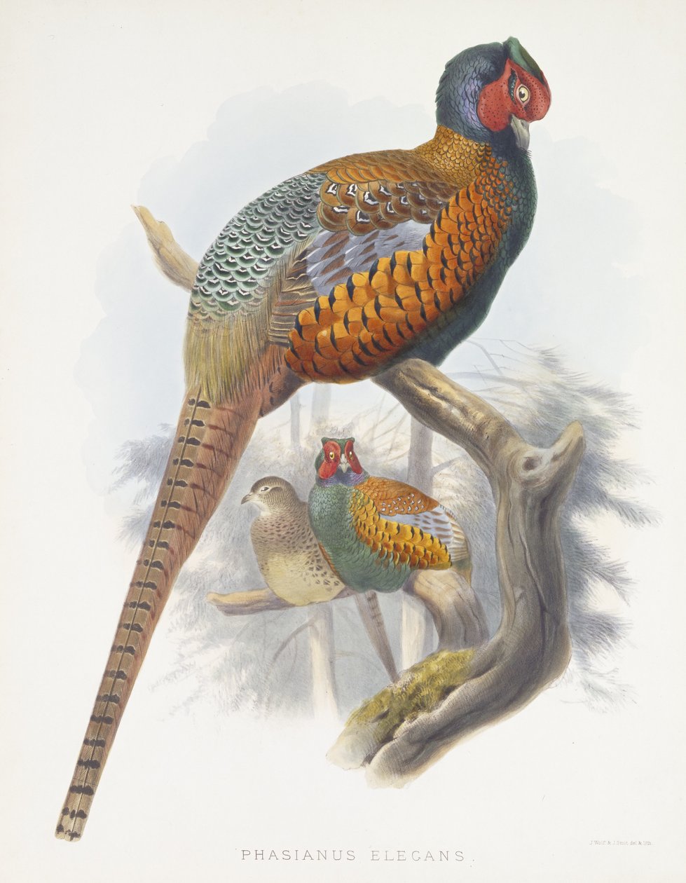 फासियनस एलिगेंस (एलिगेंट तीतर), 1870-1872 द्वारा डैनियल जिराउद इलियट
