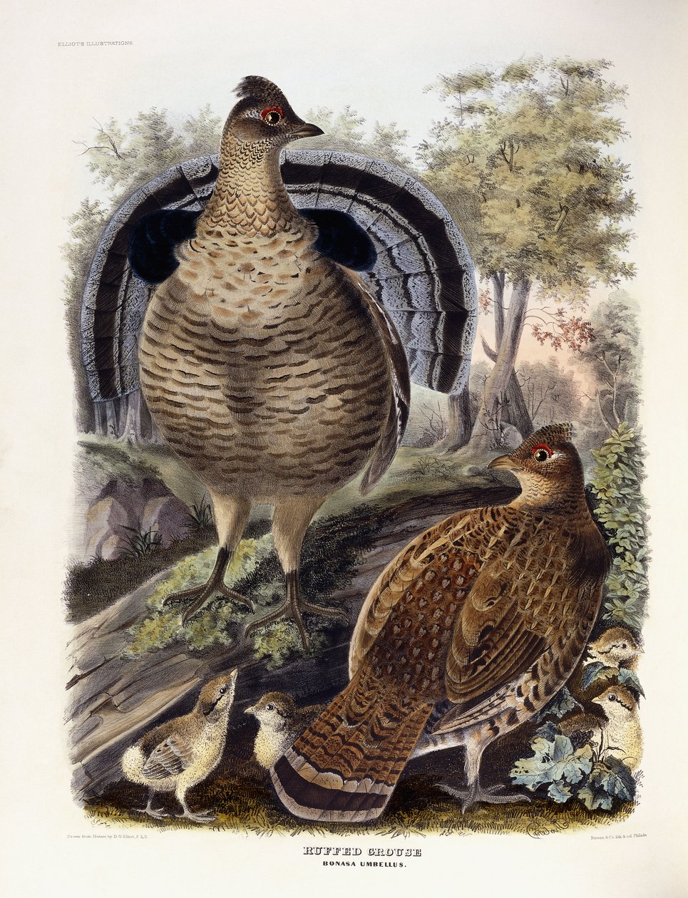 रफ़्ड ग्राउज़, 1865 द्वारा डैनियल गिरार्ड इलियट