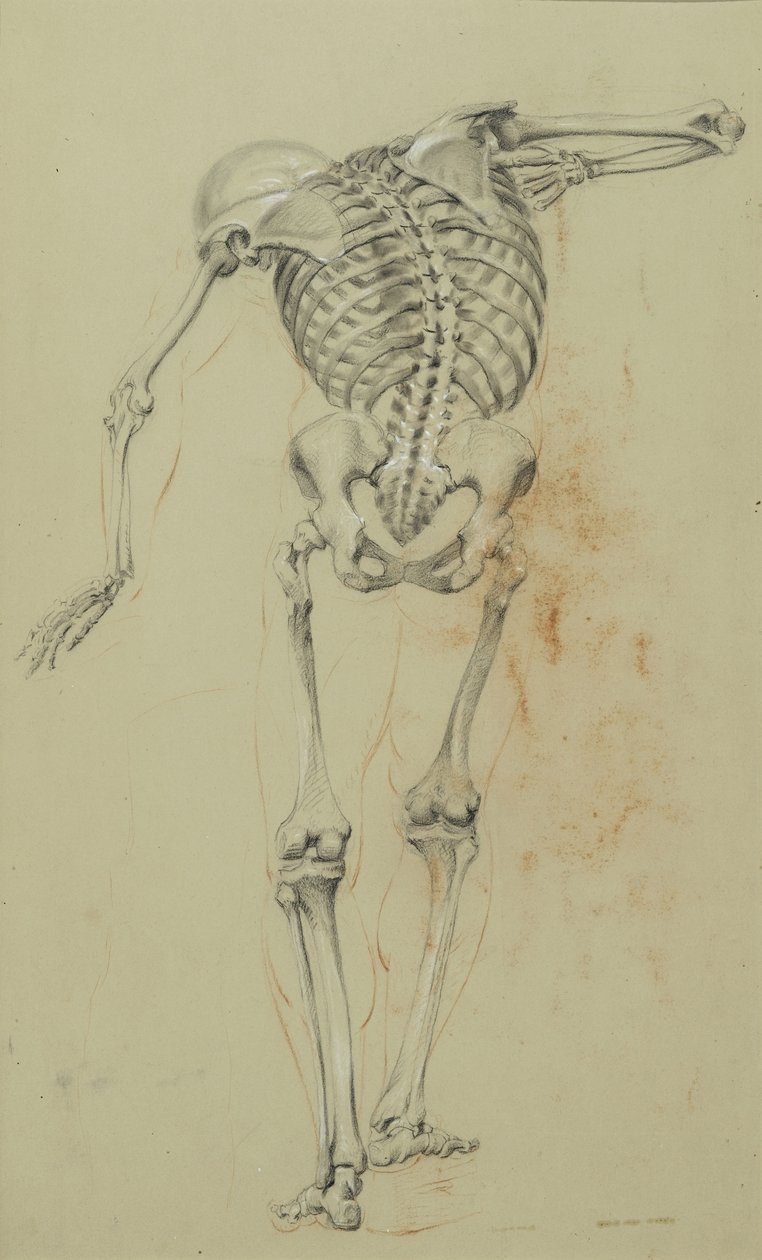 कंकाल अध्ययन, c.1848 (चाक और टैन पेपर पर क्रेयॉन पेपरबोर्ड पर चढ़कर) द्वारा डैनियल हंटिंगटन