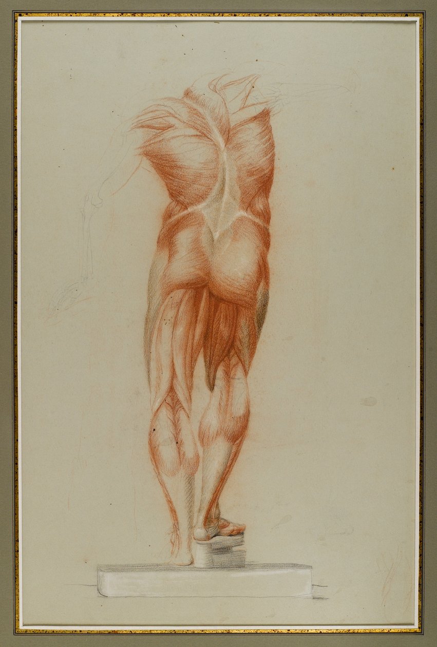 Écorché (चित्रा अध्ययन का मांसलता), c.1848 (कागज पर चाक और ग्रेफाइट) द्वारा डैनियल हंटिंगटन