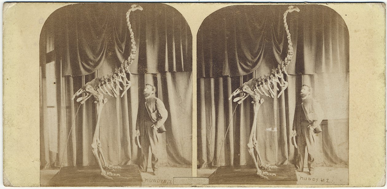 हास्ट एंड मो का जूलियस, कैंटरबरी संग्रहालय, c.1867 (एल्बम प्रिंट) द्वारा 