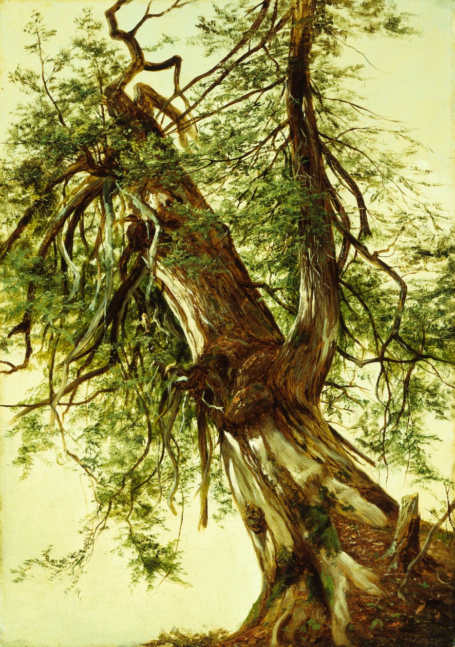  द्वारा डेविड जॉनसन