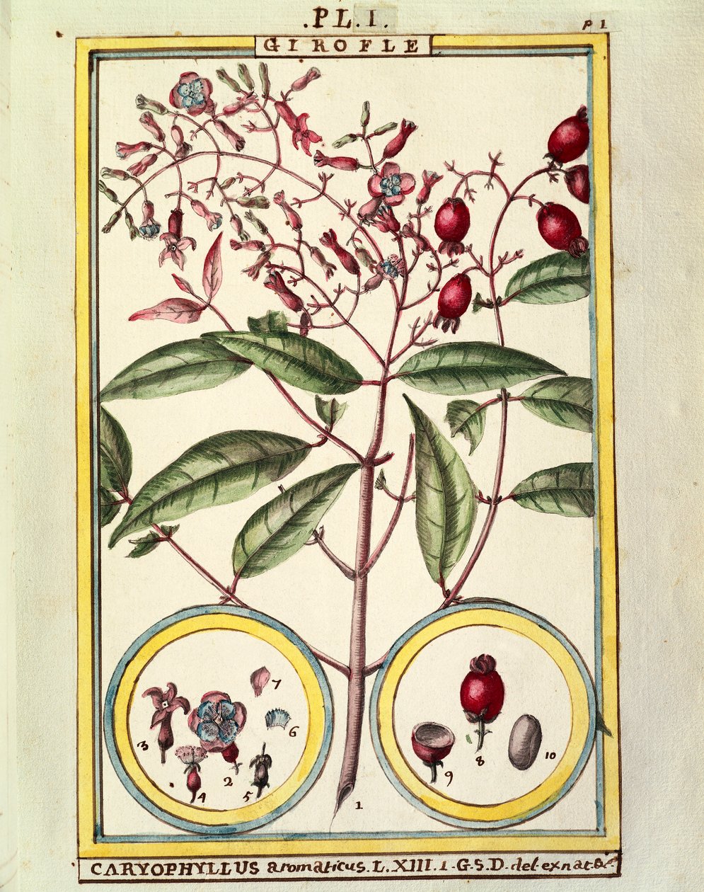 लौंग (Caryophyllus Aromaticus), जल रंग Delahaye द्वारा डेलहाये डेलहाये
