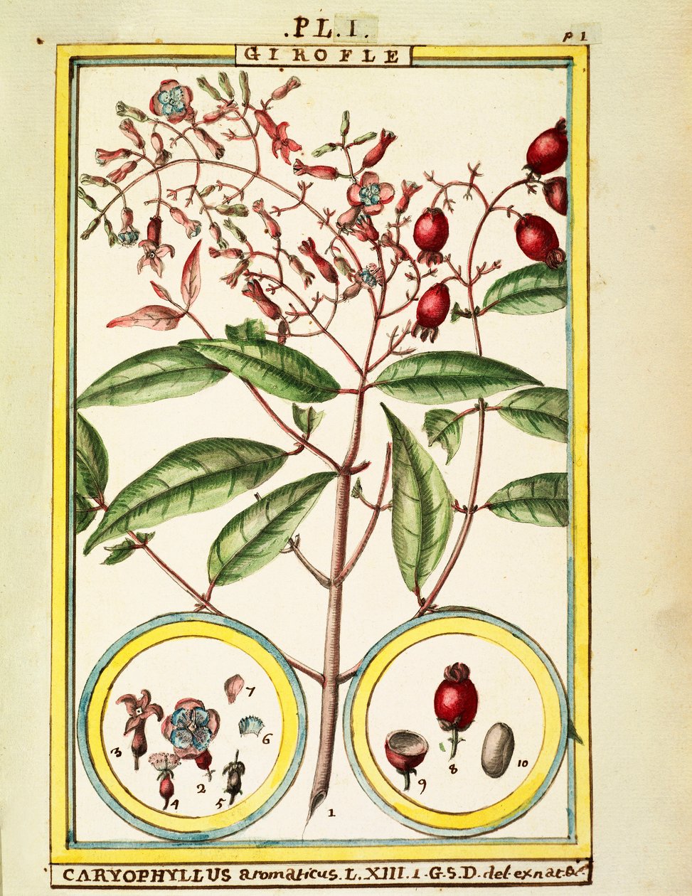 लौंग (Caryophyllus Aromaticus), जल रंग Delahaye द्वारा डेलहाये डेलहाये
