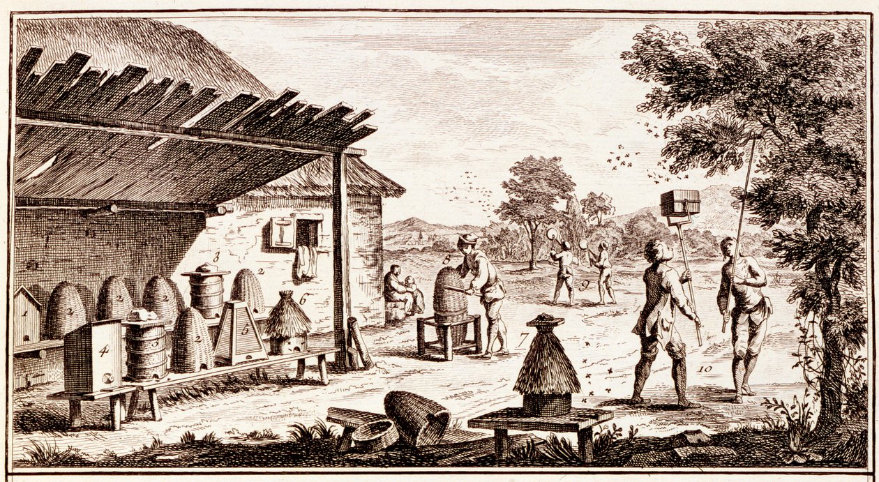 मधुमक्खी पालन, डिक्शनरी ऑफ साइंसेज से, c.1770 उत्कीर्णन विस्तार 746836 से द्वारा डेनिस डिडरोट