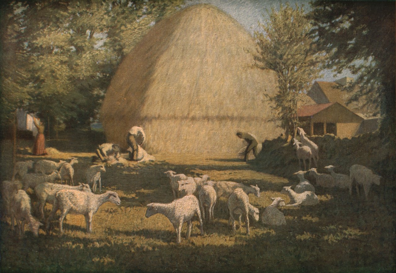 शीप शियरिंग, 1901, c1930। द्वारा डर्मोड ओ'ब्रायन