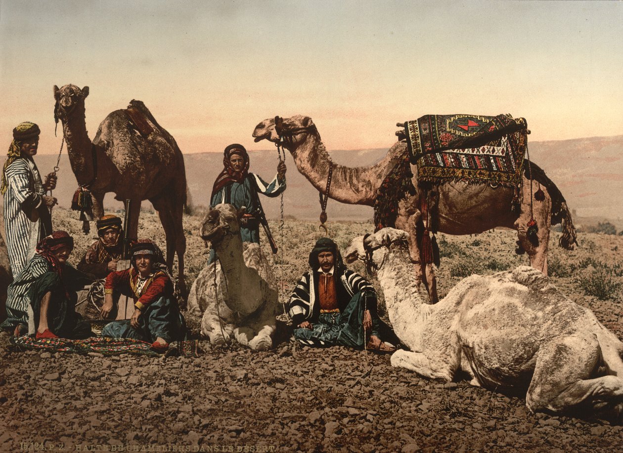 रेगिस्तान में ऊंटों का हाल्टिंग, पवित्र भूमि, c.1890 (फोटोमैकेनिकल प्रिंट) द्वारा डेट्रोइट फोटोग्राफिक कंपनी