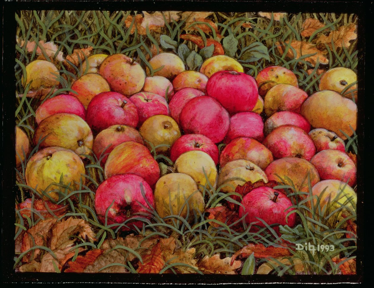 डर्नितज़ोफ़र सेब, 1993 द्वारा डिट्ज़