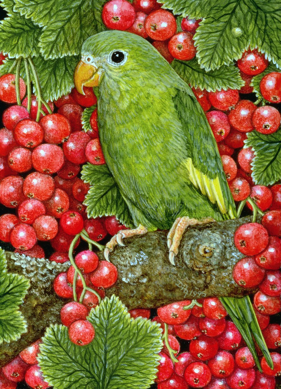 Redcurrant-Parakeet, 1995 (पैनल पर एक्रिलिक) द्वारा डिट्ज़