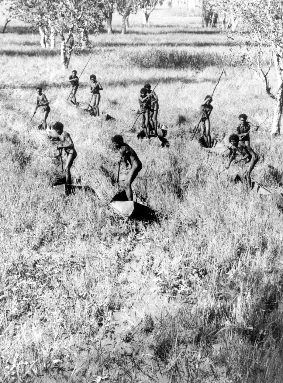अराफुरा दलदल के हंस शिकारी द्वारा डोनाल्ड एफ थॉमसन