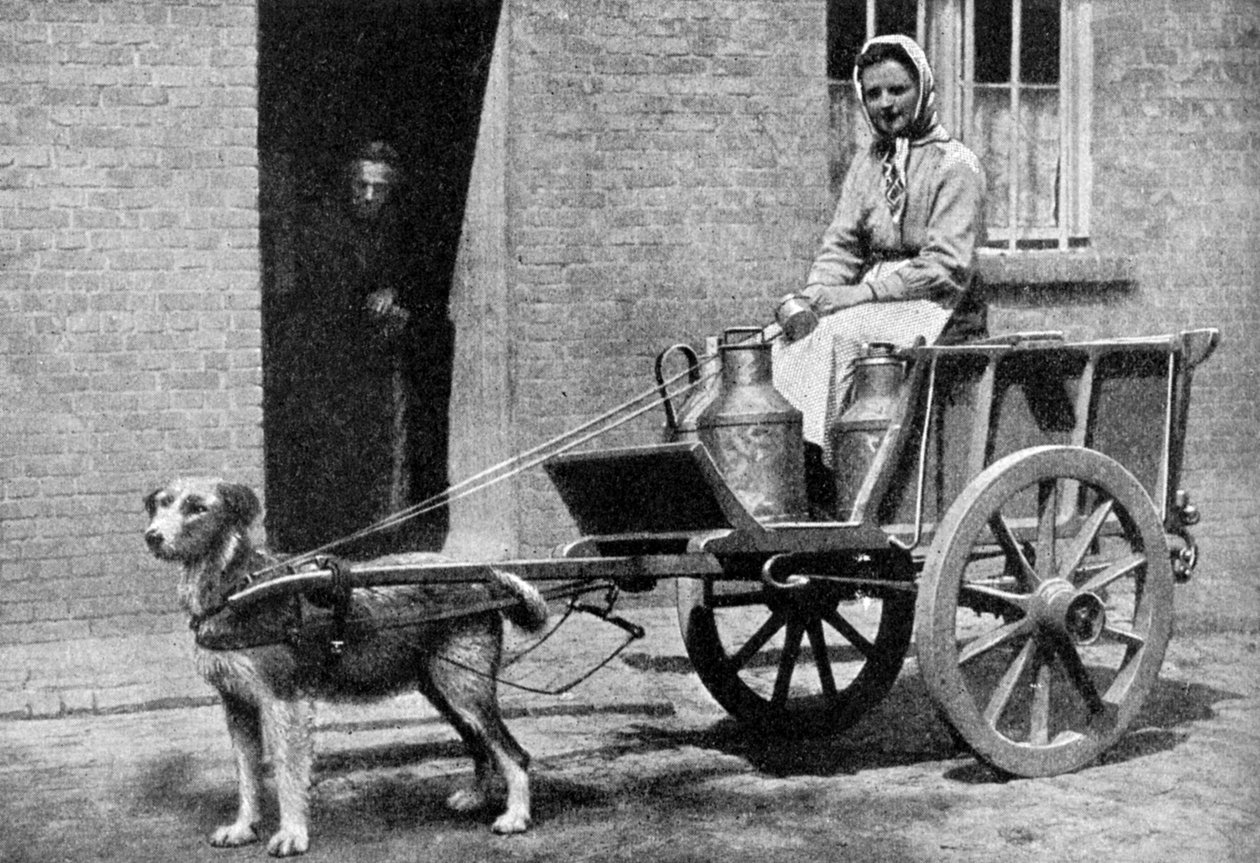 बेल्जियम के एक दूधवाले ने अपने सुबह के दौर, बेल्जियम, 1922। द्वारा डोनाल्ड मैकलेश