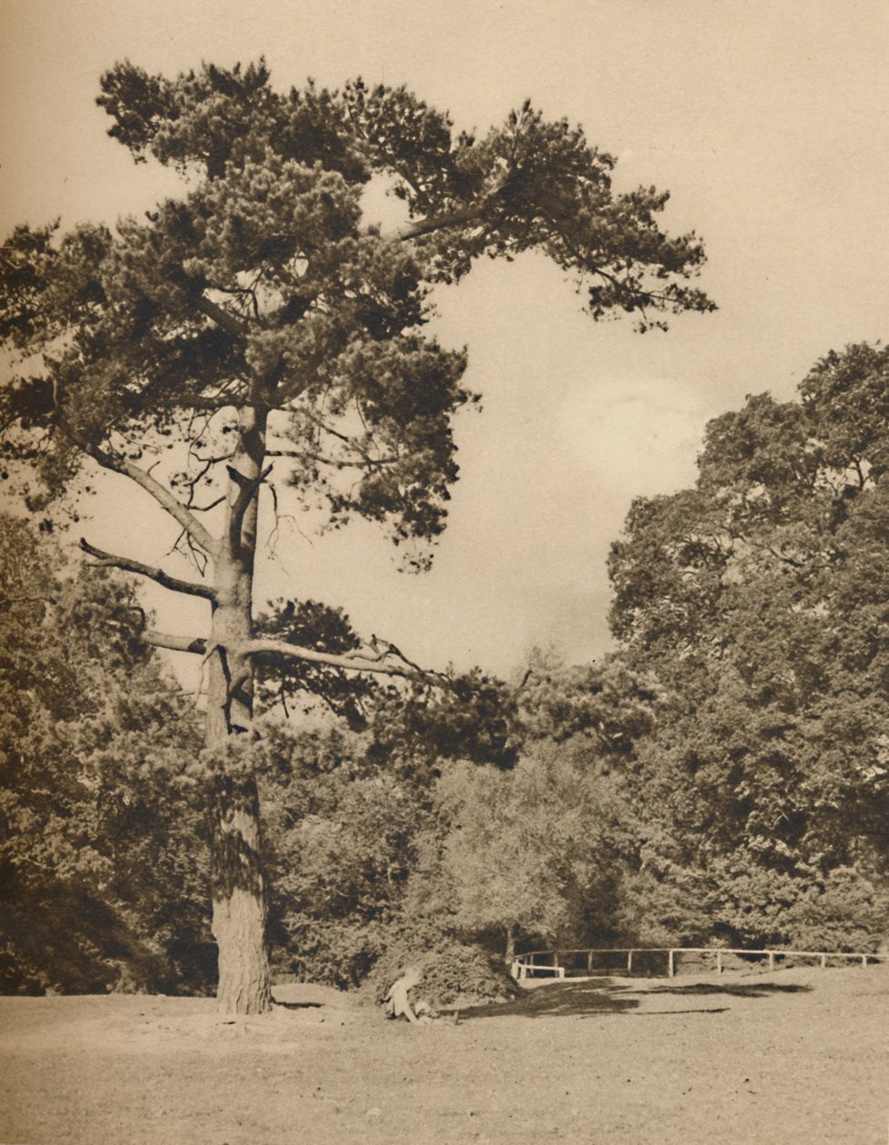 हेडली वुड्स में, एनफील्ड चेस के पुराने रॉयल शिकार वन के अवशेष, c1935। द्वारा डोनाल्ड मैकलेश