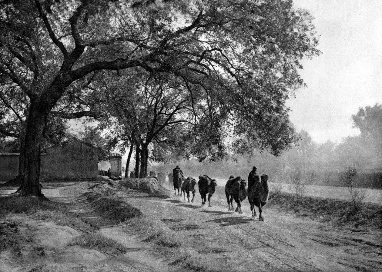  द्वारा डोनाल्ड मेनी
