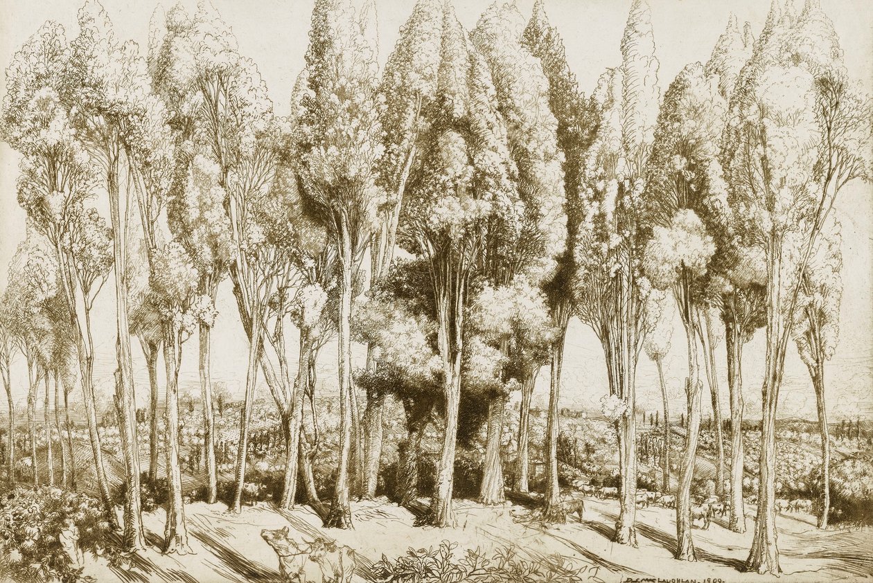  द्वारा डोनाल्ड शॉ MacLaughlan