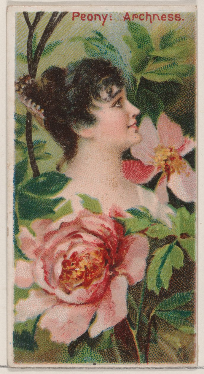 Peony: आर्कनेस, ड्यूक ब्र..., 1892 के लिए फ्लोरल ब्यूटीज़ एंड लैंग्वेज ऑफ़ फ्लावर्स N75 सीरीज़ से। द्वारा डोनाल्डसन ब्रदर्स