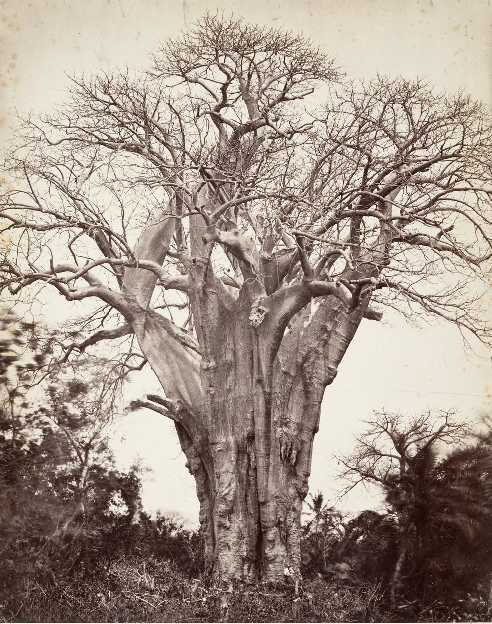 मोहाली में बाओबाब, 1863। द्वारा डिसेरे चारणे