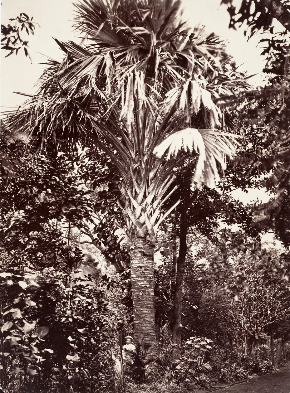 ग्रैंड फ्लायर, 1863। द्वारा डिसेरे चारणे