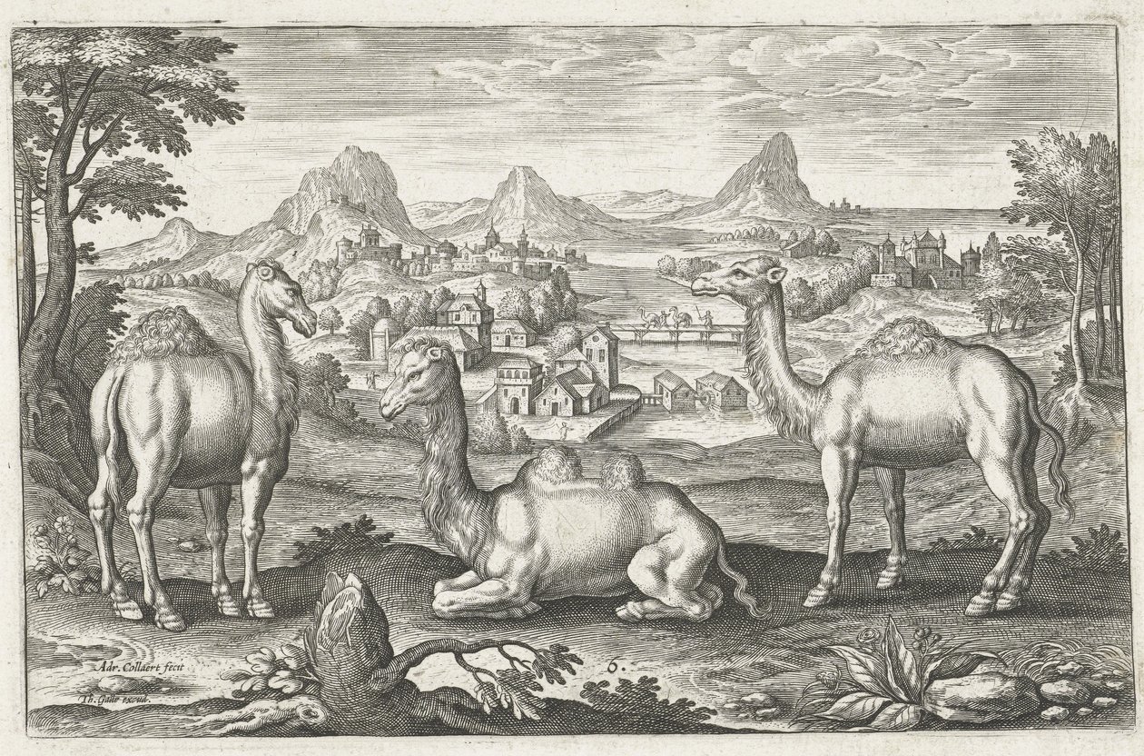 एड्रिएन कोलार्ट द्वारा उत्कीर्ण तीन ऊंट, (1560; 1618) द्वारा डच स्कूल