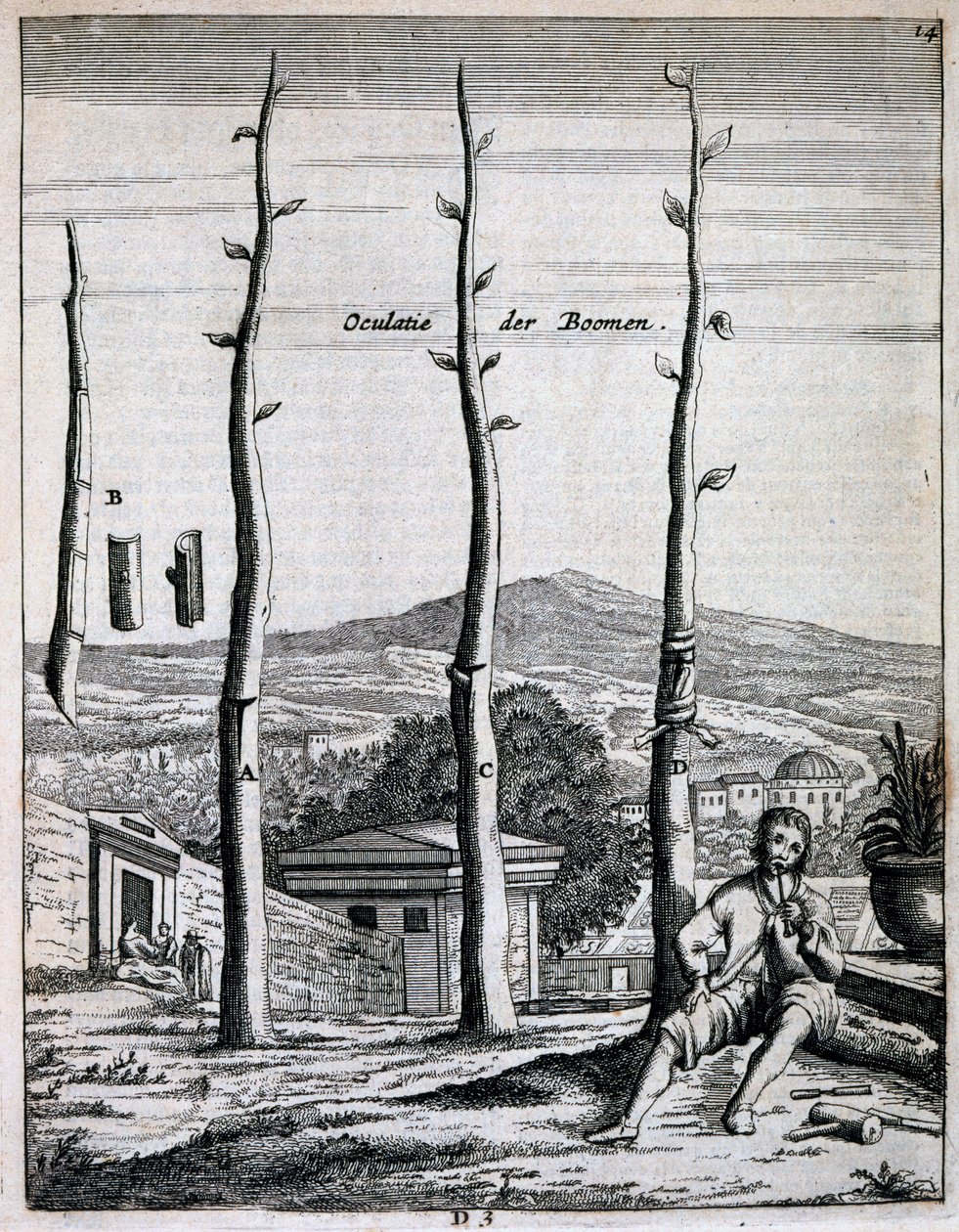 जन कॉमेलिन द्वारा डी नेदरलैंडज़ हेस्पराइड्स के फलों के पेड़, 1676 में प्रकाशित हुए द्वारा डच स्कूल