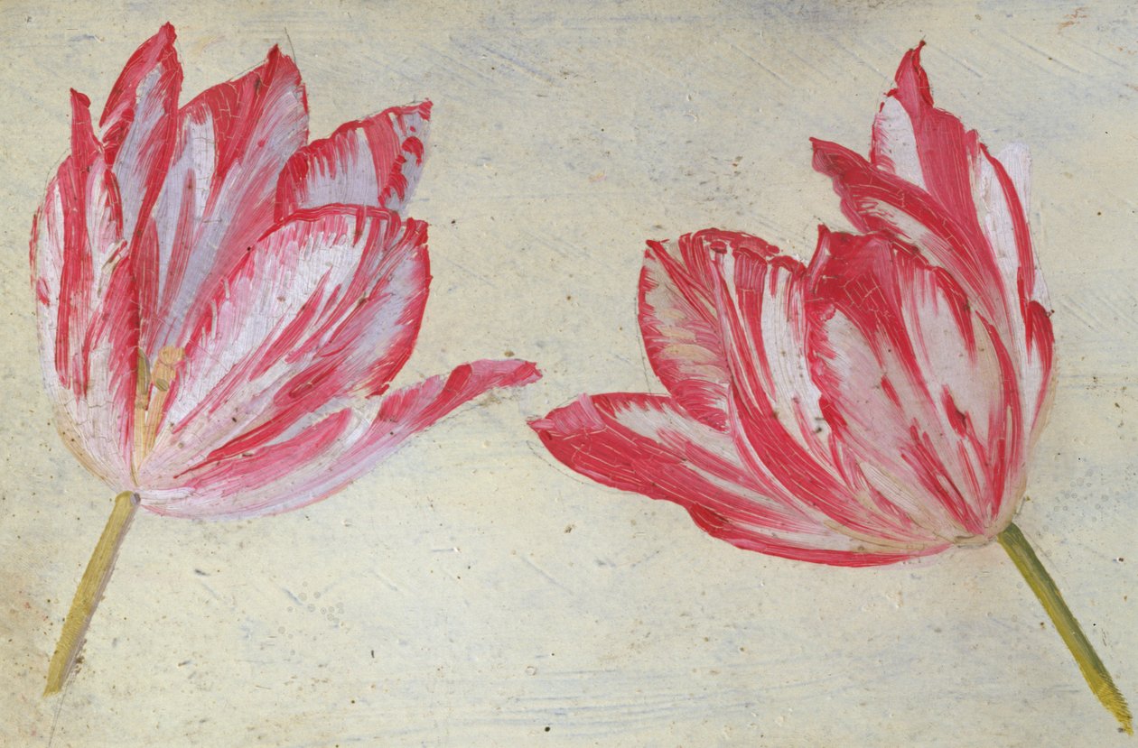 ट्यूलिप का अध्ययन, c.1830 (कागज पर तेल) द्वारा डच स्कूल
