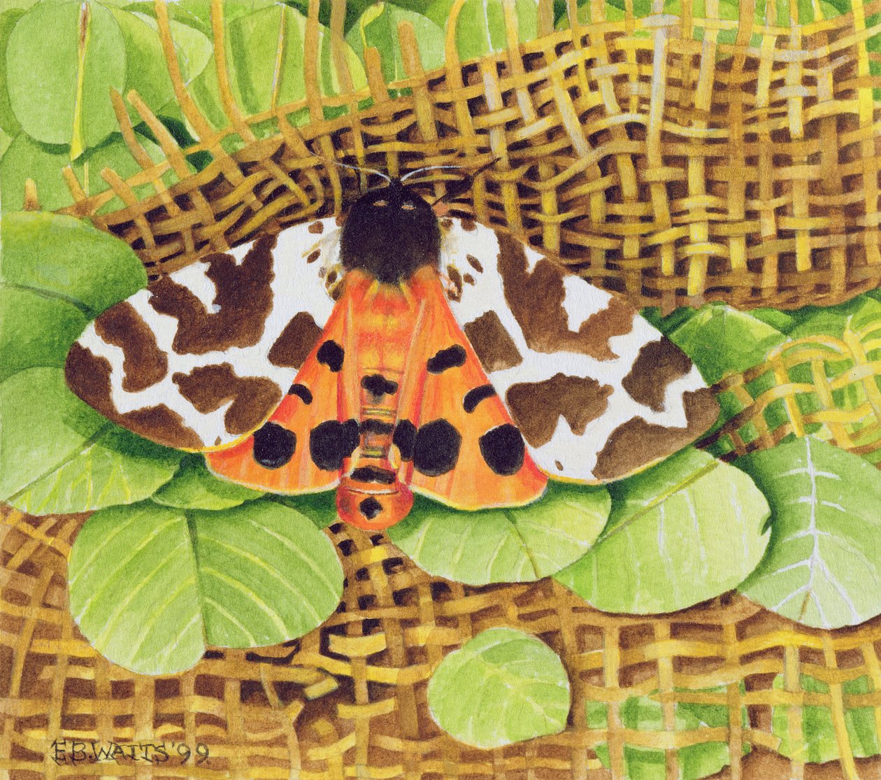 टाइगर मॉथ, 1999 (कागज पर एक्रिलिक) द्वारा ईब वाट्स