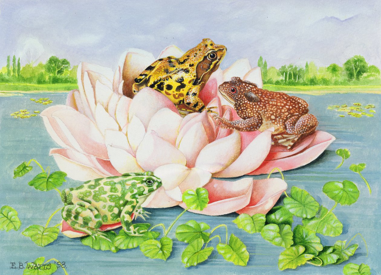 वाटर लिली, 1998 (कागज पर एक्रिलिक) द्वारा ईब वाट्स