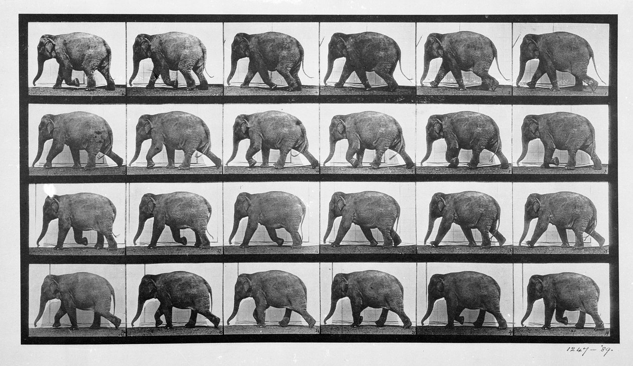 हाथी का चलना, प्लेट phant३३ Loc एनिमल लोकोमोशन ’, 1887 से द्वारा एडवियर्ड मुयब्रिज