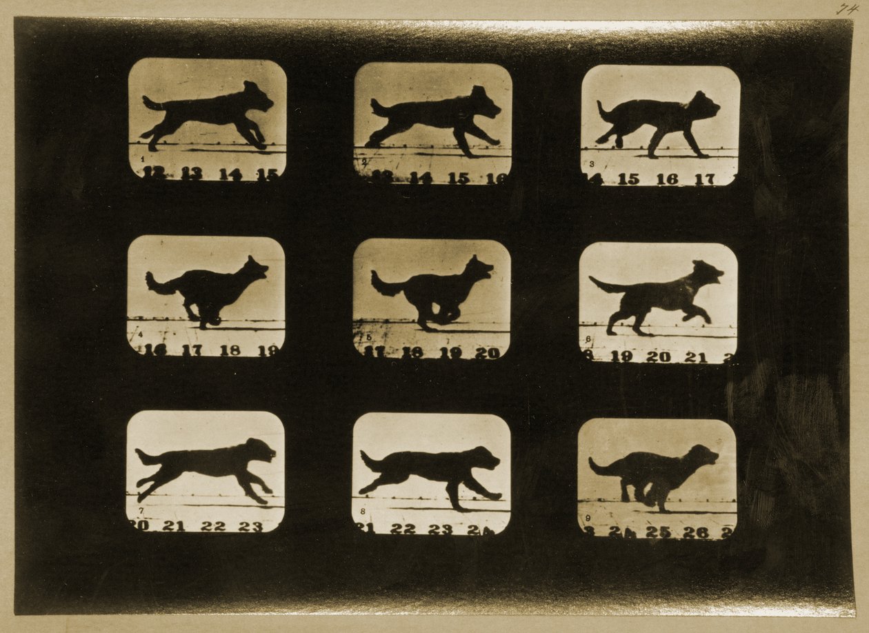 डॉग रनिंग, &39;एनिमल लोकोमोटिव&39; सीरीज़ से, c.1881 द्वारा एडवियर्ड मुयब्रिज