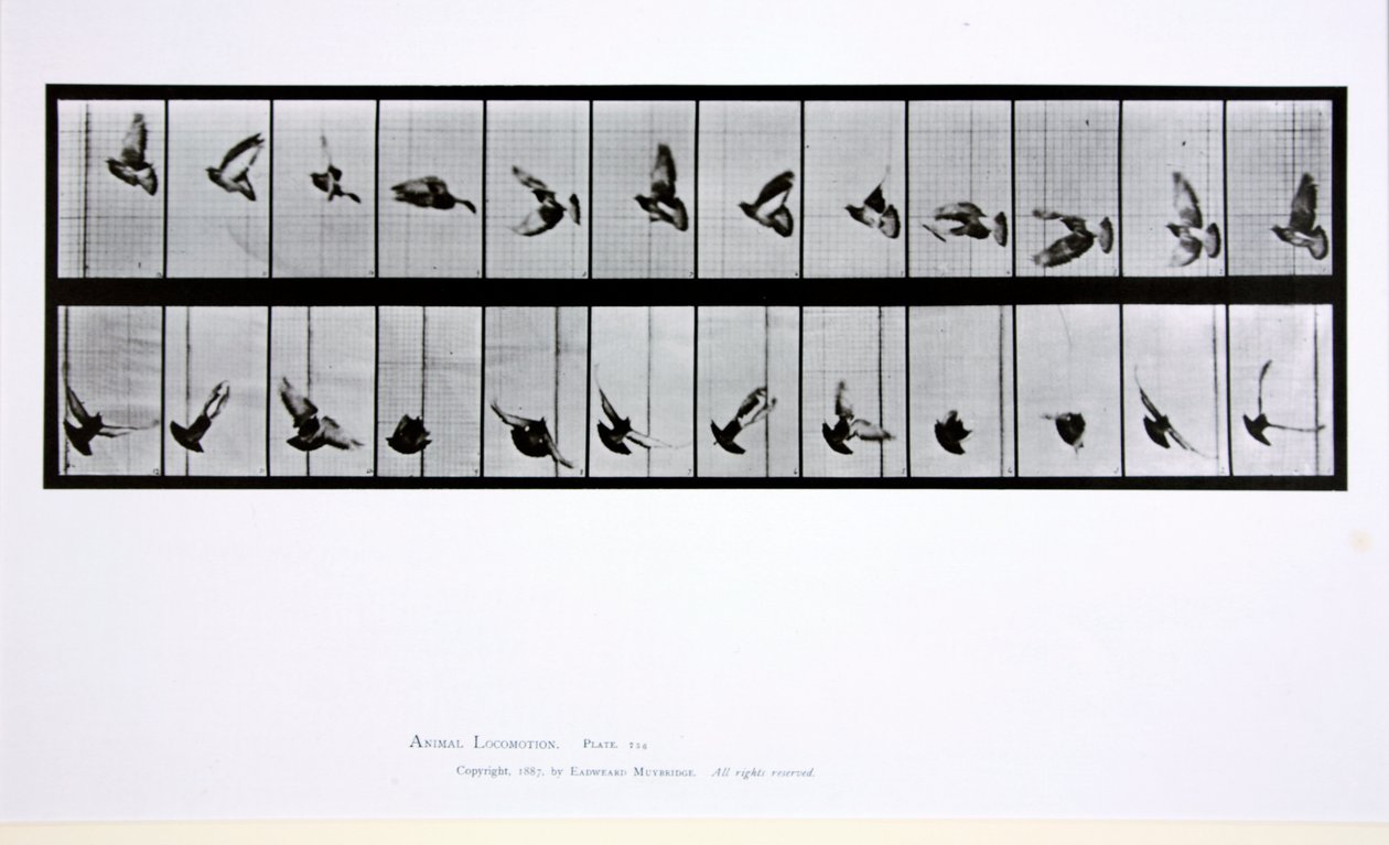 फ्लाइंग बर्ड, प्लेट bird५६ Loc एनिमल लोकोमोशन ’, 1887 से द्वारा एडवियर्ड मुयब्रिज