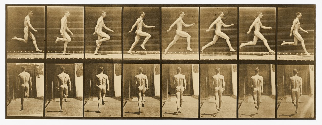 &39;एनिमल लोकोमोशन&39; श्रृंखला से चित्र, c.1887 द्वारा एडवियर्ड मुयब्रिज