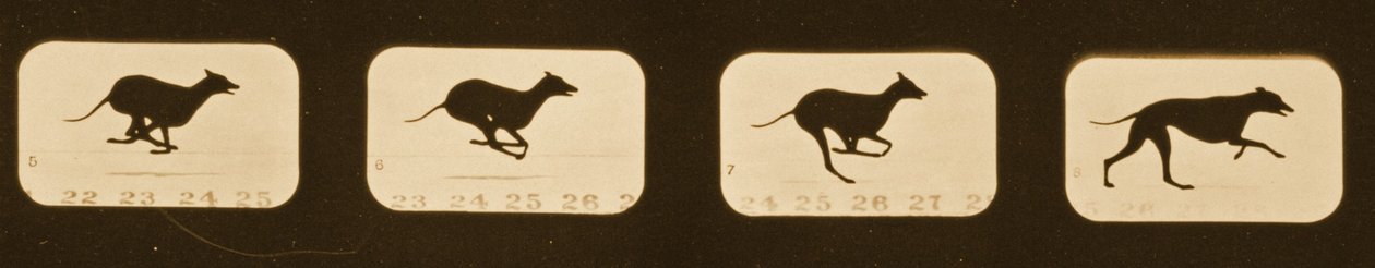 ग्रेहाउंड, &39;एनिमल लोकोमोशन&39; श्रृंखला चलाने की छवि अनुक्रम, c.1881 द्वारा एडवियर्ड मुयब्रिज