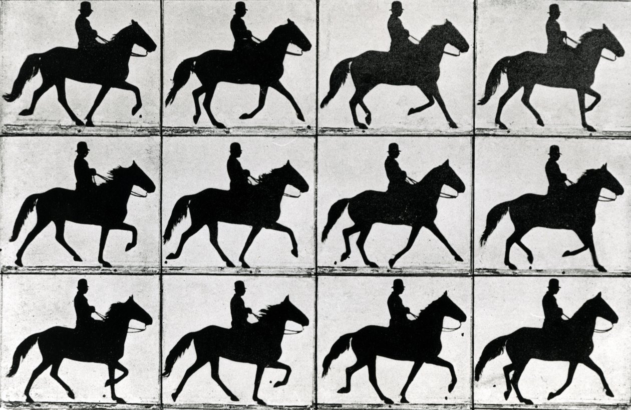 वन स्ट्राइड इन इलेवन फेज, 1881, &39;एनिमल्स इन मोशन&39; का चित्रण, ईडरविद मुयब्रिज द्वारा, 190 संस्करण द्वारा एडवियर्ड मुयब्रिज