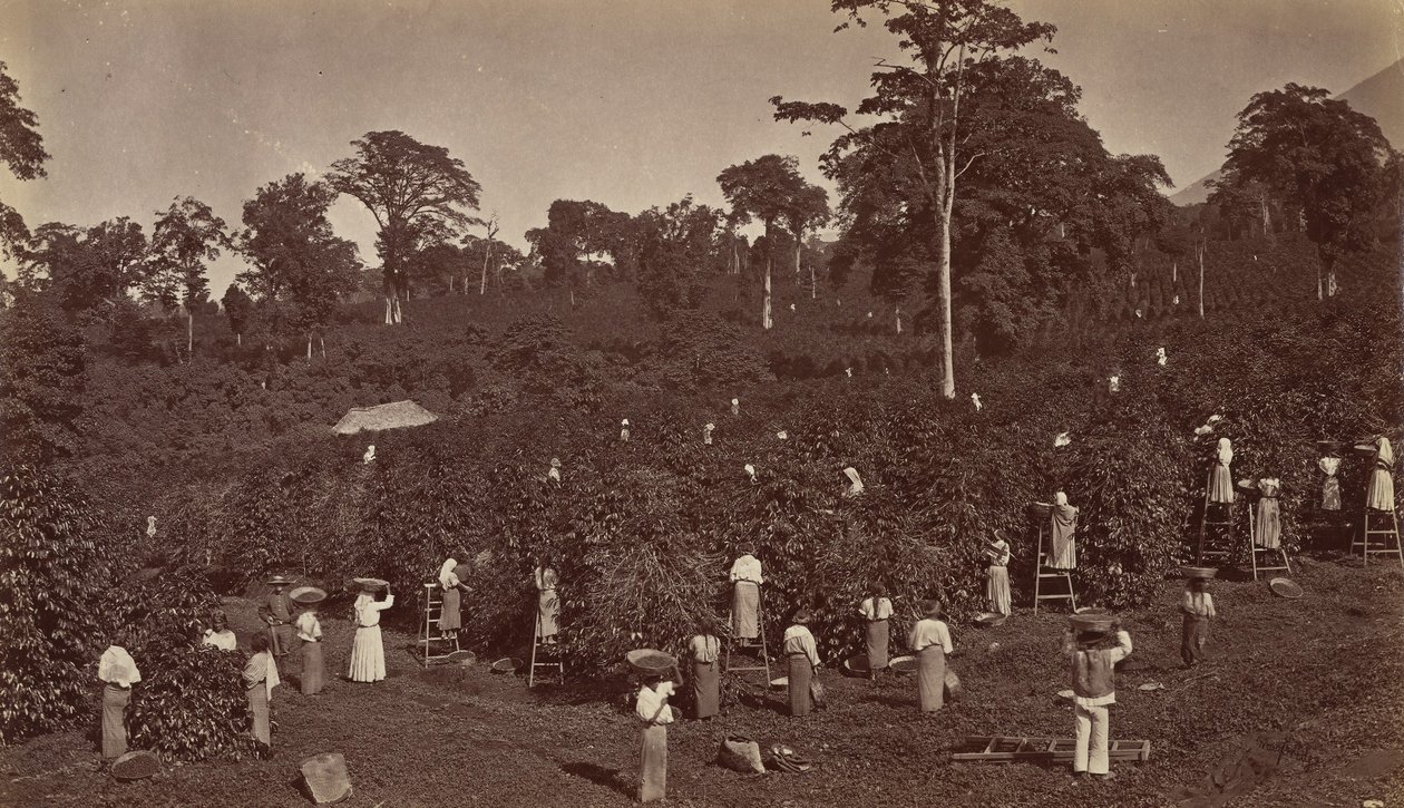 कॉफ़ी हार्वेस्टिंग, लास न्यूब्स-ग्वाटेमाला, 1875। द्वारा एडवियर्ड मुयब्रिज