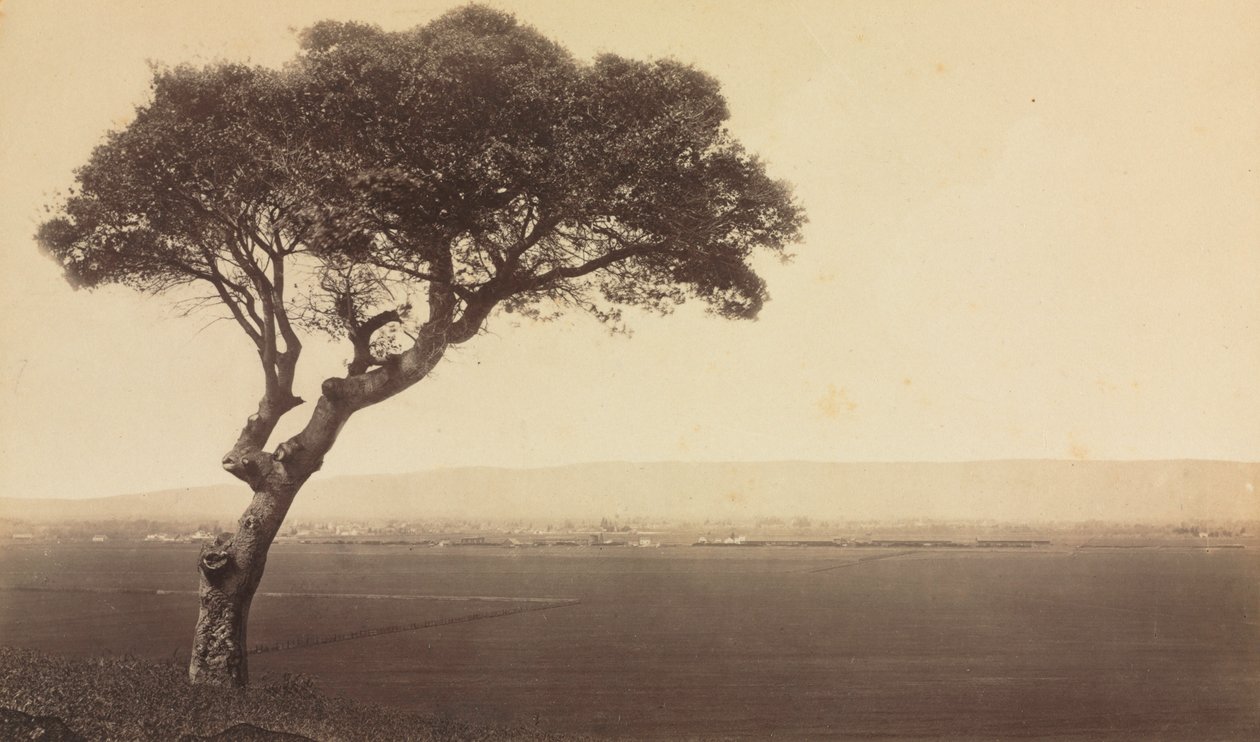 वाटसनविले, कैलिफ़ोर्निया के पास शीर्षक रहित लैंडस्केप, c. 1879. द्वारा एडवियर्ड मुयब्रिज