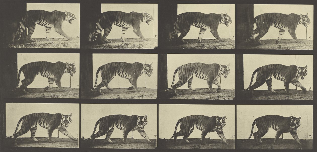 टाइगर वॉकिंग, प्लेट 729 एनिमल लोकोमोशन से, 1887 द्वारा एडवियर्ड मुयब्रिज