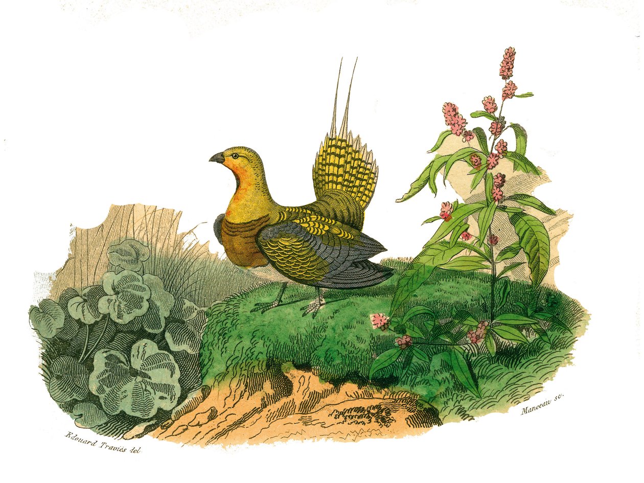 प्राकृतिक इतिहास बोर्ड: जूलॉजिकल बोर्ड गैलन का प्रतिनिधित्व करता है: गंगा। पक्षियों पर नौ खंडों से खींची गई प्लेट "बफन का काम करता है" "प्रकृतिवादी जार्ज लुईस लेक्लर, काउंट ऑफ बफॉन द्वारा लिखित" द्वारा एडौर्ड ट्रैविस